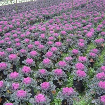 清新园花卉 专业花箱种植补种与优质草花销售服务