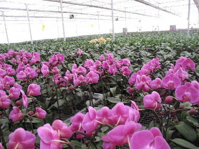 转型跨越看山西——蔬菜种植的破局与新生