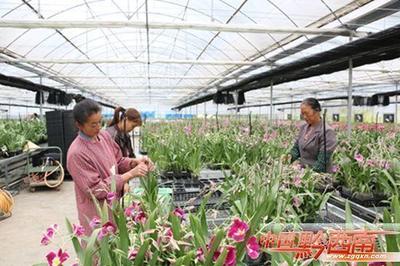 山野灵草遍地生金 —— 黔西南州中药材产业发展纪实